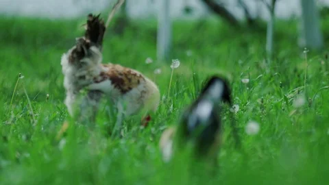 A large rooster stands in the tall grass on a sunny day. Stock Footage 129593474