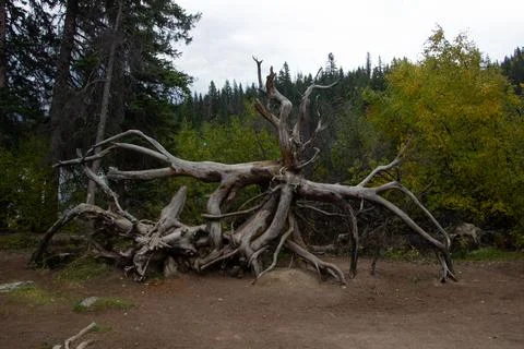 Large root of a dead pine. Stock Photos
