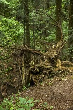 A large root of a fallen Christmas tree in Carpathian forest, Skole Beskids N Stock Photos