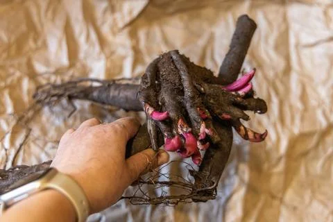 Large root of herbaceous peony with buds and roots before planting Stock Photos