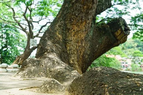 A large root of a huge tree out above the ground Stock Photos