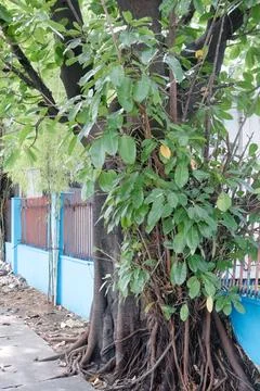 Large rooted tree beside sidewalk and blue urban wall Stock Photos
