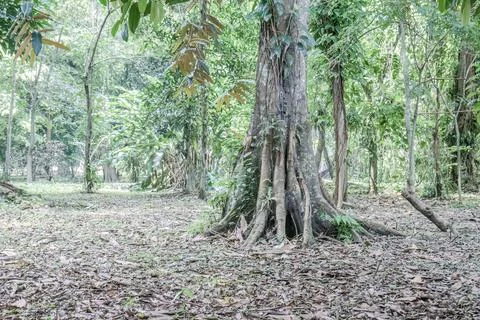 Large Rooted Tree on Tropical Forest Floor Stock Photos