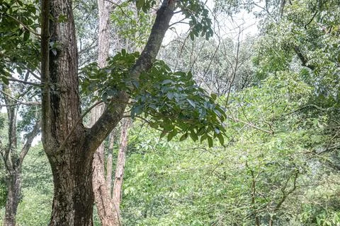 Large roots and trunks in a tropical forest park Stock Photos