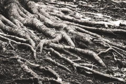 Large roots of beech tree Foto stock