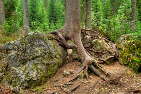 Large roots of the crawling tree 写真素材