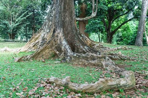 Large roots of old tree above the ground Stock Photos