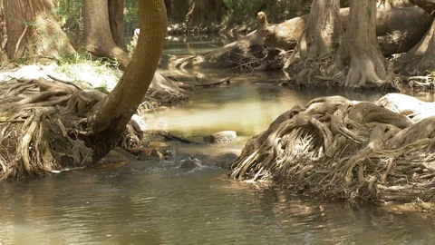 Large Roots from an old tree on the River. 動画素材 94491992