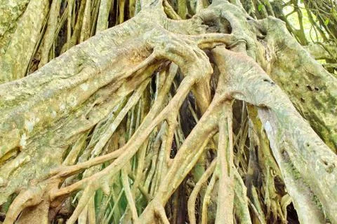 Large roots. Stock Photos