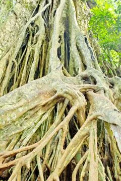 Large roots. Stock Photos