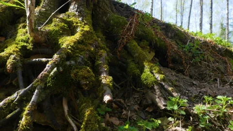 Large roots of a tree on a Sunny day Stock-Footage 130841154