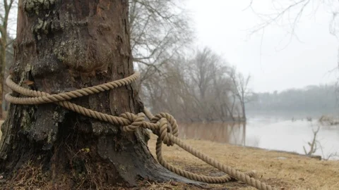 Large rope tied around a tree Stockbeeldmateriaal 104465479