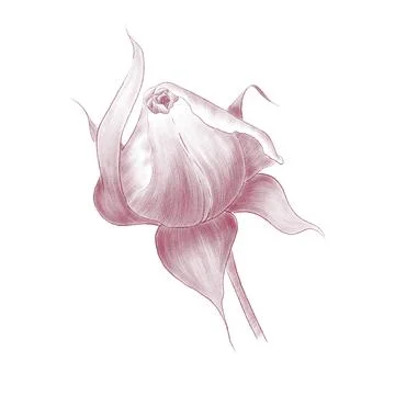 Large rose Bud linear line illustration Stock Illustration