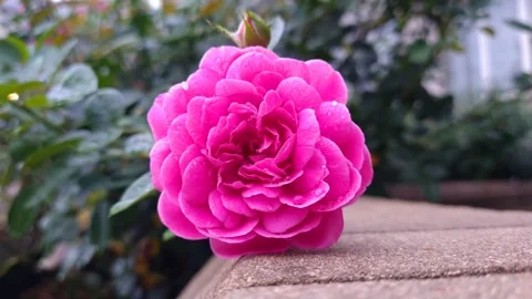 Large rose flower close-up on a background of green leaves.  B roll Stock Footage 159340509