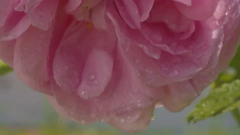 A large rose flower sways in the wind under the rain Stock Footage 135336520