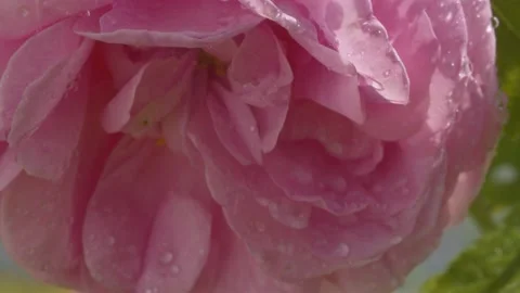 A large rose flower sways in the wind under the rain Stock Footage 135338660