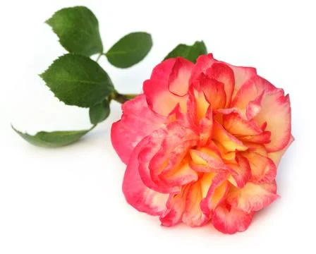 Large rose Stock Photos