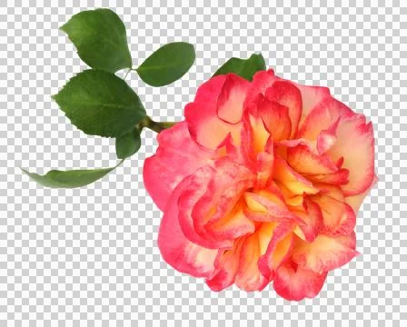 Large rose Stock Photos