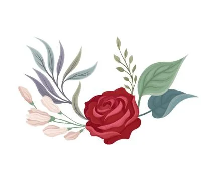 Large rose. Vector illustration on a white background. 库存插图