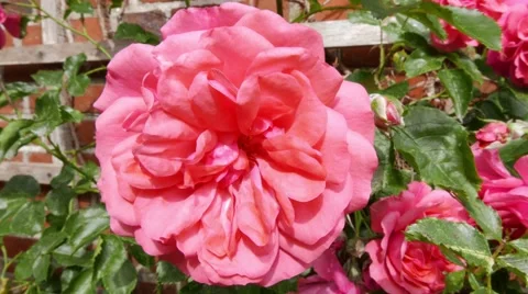 Large rose wobbles in the wind on a house wall Stock Footage 52633760