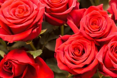 Large roses closeup Stock Photos