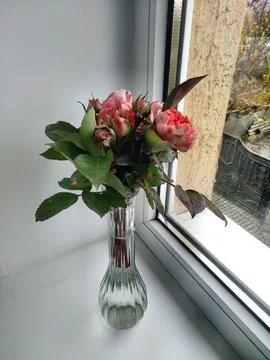 Large roses on the window Stock Photos