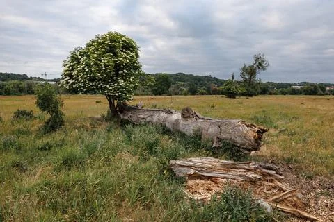 A large, rotten trunk of a fallen tree at the base of a beautiful, blooming.. Foto stock
