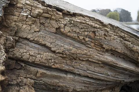 Large rotting weeping willow tree trunk Stock Photos