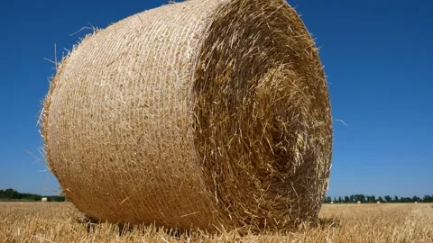 A large round bale of hay in a field of mown wheat under a blue sky. Panorama. Stock Footage 279562216