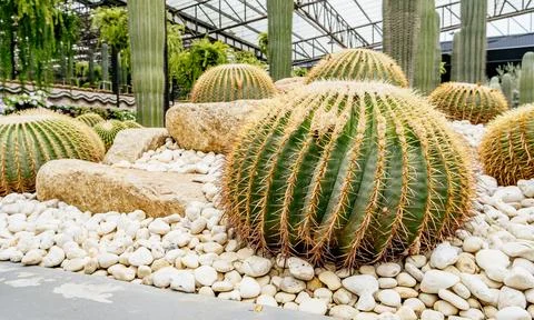 Large round cacti surrounded by smooth stones in a modern greenhouse environment Fotos de archivo