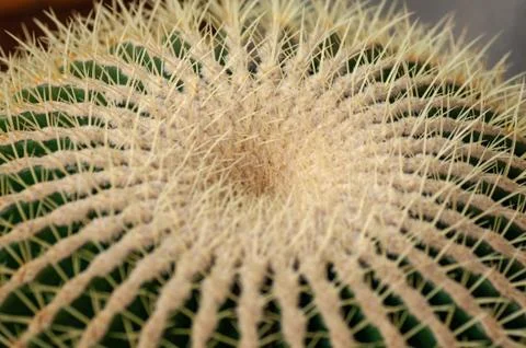 Large round cactus covered with long yellow thorns. Close-up top view Stock Photos