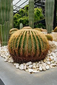 Large round cactus with spines surrounded by smooth white stones, set in a Stock Photos