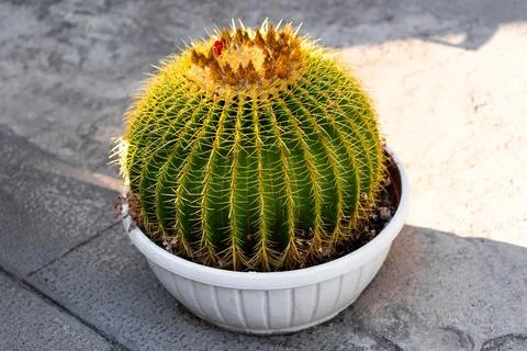 Large round cactus in white pot on pavement Foto stock