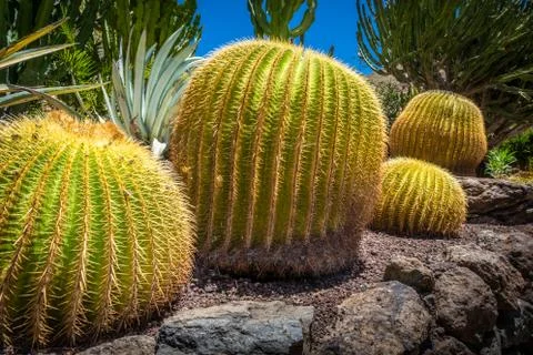 Large round cactuses Stock Photos