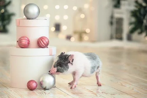 Large round Christmas boxes next to a small spotted pig, a symbol of the New  Stock Photos