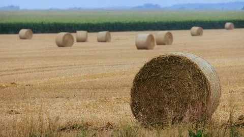 Large round hay bale close-up on a harvested field with other straw rolls s.. Stock Photos