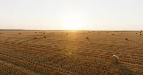Large round hay bales rest sunlit farmland after harvest Stock Footage 301885067