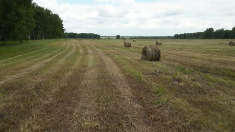 Large Round Hay Bales on Stubble Field Under Sky at Dusk in Rural Area Stock Footage 318319631