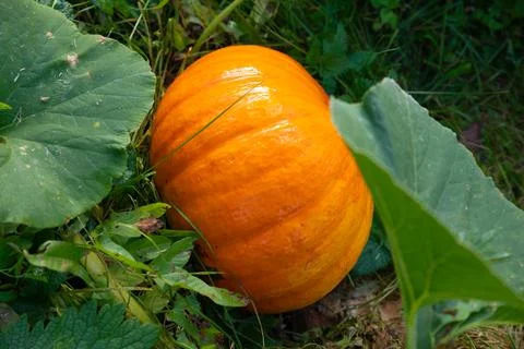 Large round orange red pumpkin grows in field on organic farm Stock Photos