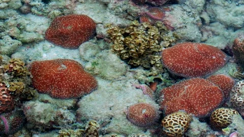 Large Round Plate-Shaped Structures Resting on the Seafloor Stock-Footage 342311840
