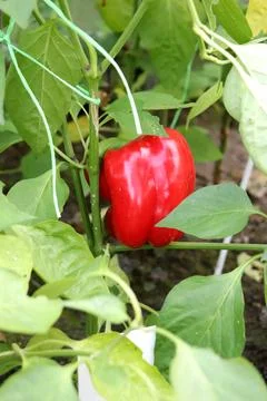 A large, round, ripe red pepper on a foliage-covered branch in a greenhouse Stock Photos