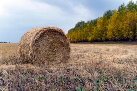 Large Round stack of dry hay on a background autumn forest. Harvesting in the Stock-Fotos