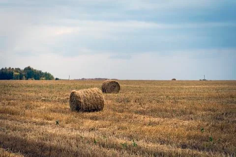Large Round stack of dry hay on a background autumn forest. Harvesting in the Stock-Fotos