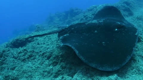 Large round stingray over rocky reef Tenerife underwater Stock Footage 330271880
