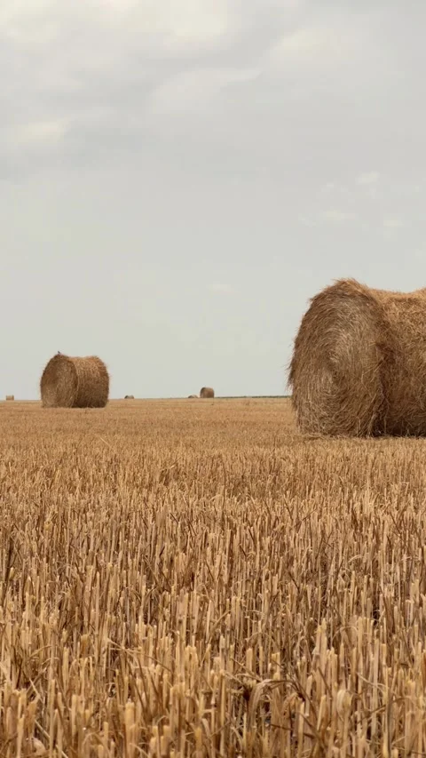 Large Round Straw Bale on Harvested Field Stock-Footage 340340698