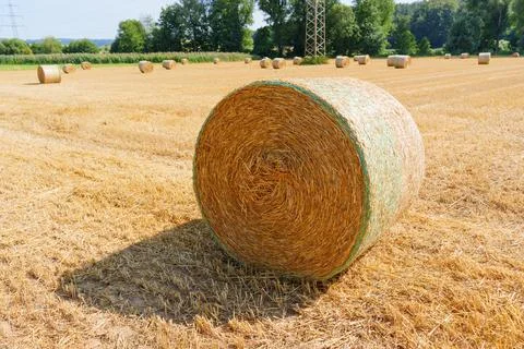 Large round straw bale lying on a harvested agricultural wheat field in summe Stock Photos