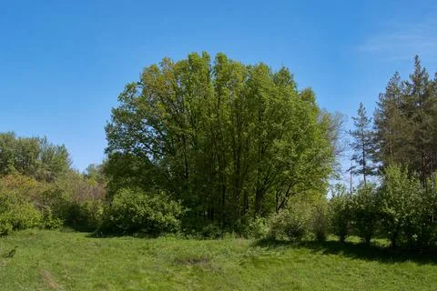 A large round tree and a row of low shrubs in a botanical garden Stock Photos