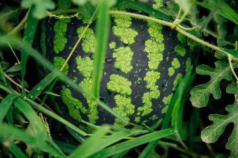 A large round watermelon is lying in the grass. Striped green color on the sk Stock Photos