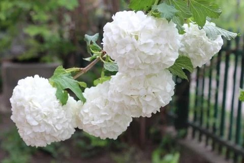 Large round white flowers hydrangea bush. Home garden Stock Photos