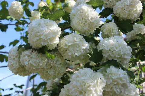 Large round white flowers hydrangea bush. Home garden Stock Photos